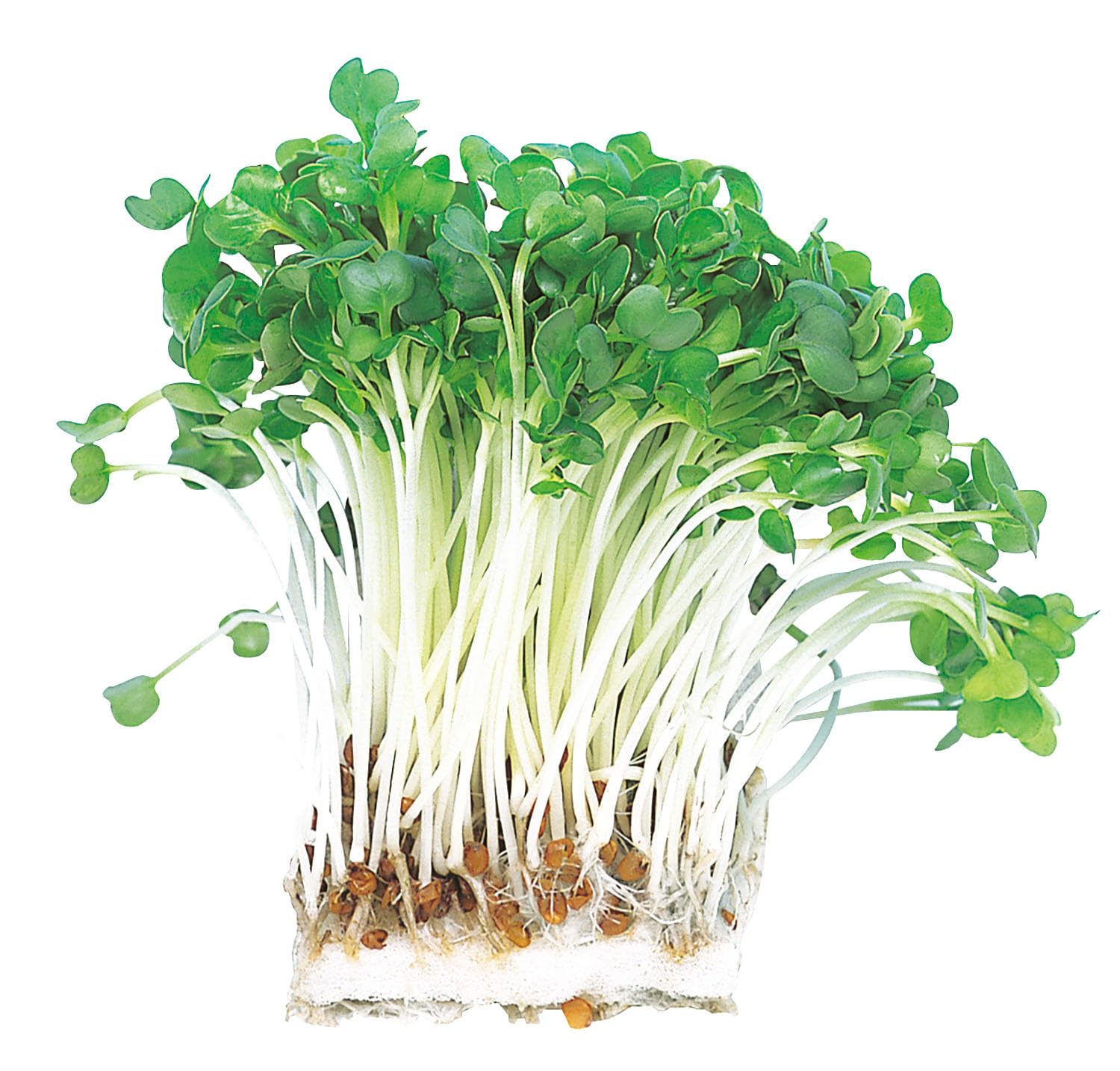 かいわれだいこん様用 楽天市場】野菜 かいわれ大根の通販